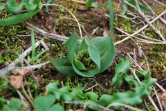 Colchicum eucomoides