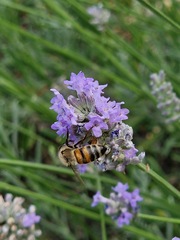Apis mellifera