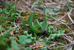 Colchicum eucomoides