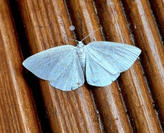 Cabera exanthemata