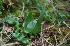 Colchicum eucomoides
