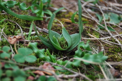 Colchicum eucomoides