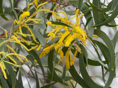 Acacia leptocarpa