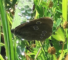 Aphantopus hyperantus