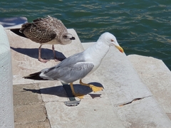 Larus michahellis