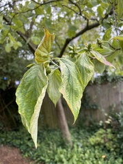 Cornus