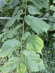 Ulmus glabra