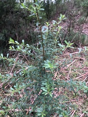 Ozothamnus cuneifolius