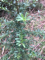 Ozothamnus cuneifolius