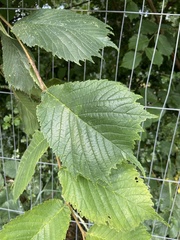 Ulmus glabra