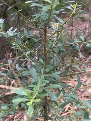 Ozothamnus cuneifolius