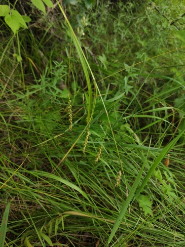 Carex arnellii (Carex arnellii)