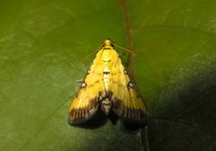 Ategumia