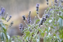 Otholobium pubescens