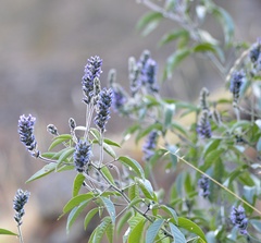 Otholobium pubescens