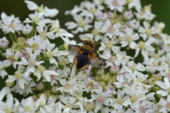 Ectophasia leucoptera