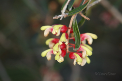 Grevillea aspera