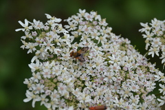 Ectophasia leucoptera