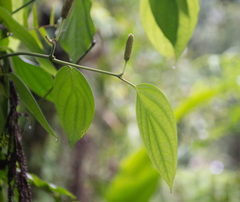 Piper mestonii
