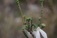 Erica pectinifolia