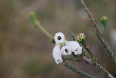 Erica pectinifolia