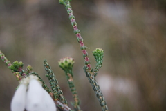 Erica pectinifolia