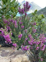 Erica abietina constantiana