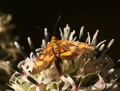 Pyrausta aurata