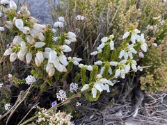 Erica physodes