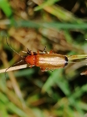 Rhagonycha fulva