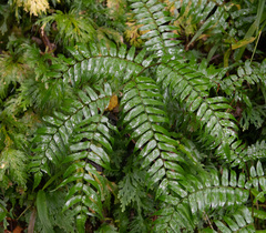 Cyathea rebeccae