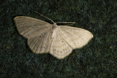 Scopula caricaria