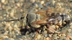 Tachysphex albocinctus