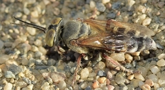 Tachysphex albocinctus