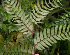 Cyathea rebeccae