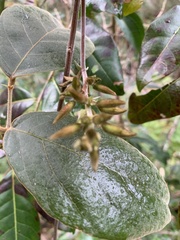 Kennedia rubicunda