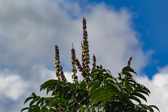 Francoaceae