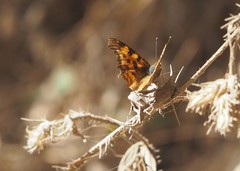 Polygonia satyrus