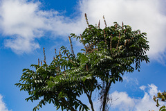 Francoaceae
