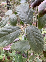 Kennedia rubicunda