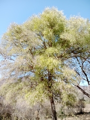 Acanthosyris falcata