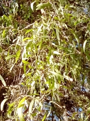 Acanthosyris falcata