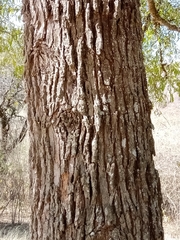 Acanthosyris falcata