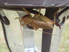 Ocellarnaca furcifera