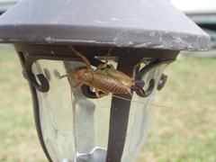 Ocellarnaca furcifera