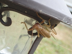 Ocellarnaca furcifera