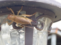 Ocellarnaca furcifera