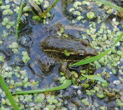 Lithobates yavapaiensis
