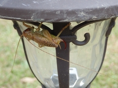 Ocellarnaca furcifera
