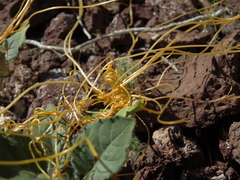 Cuscuta denticulata